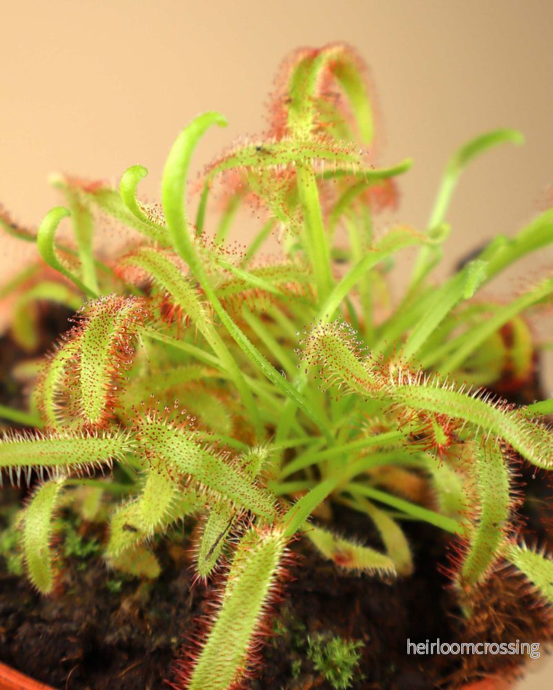 Drosera capensis