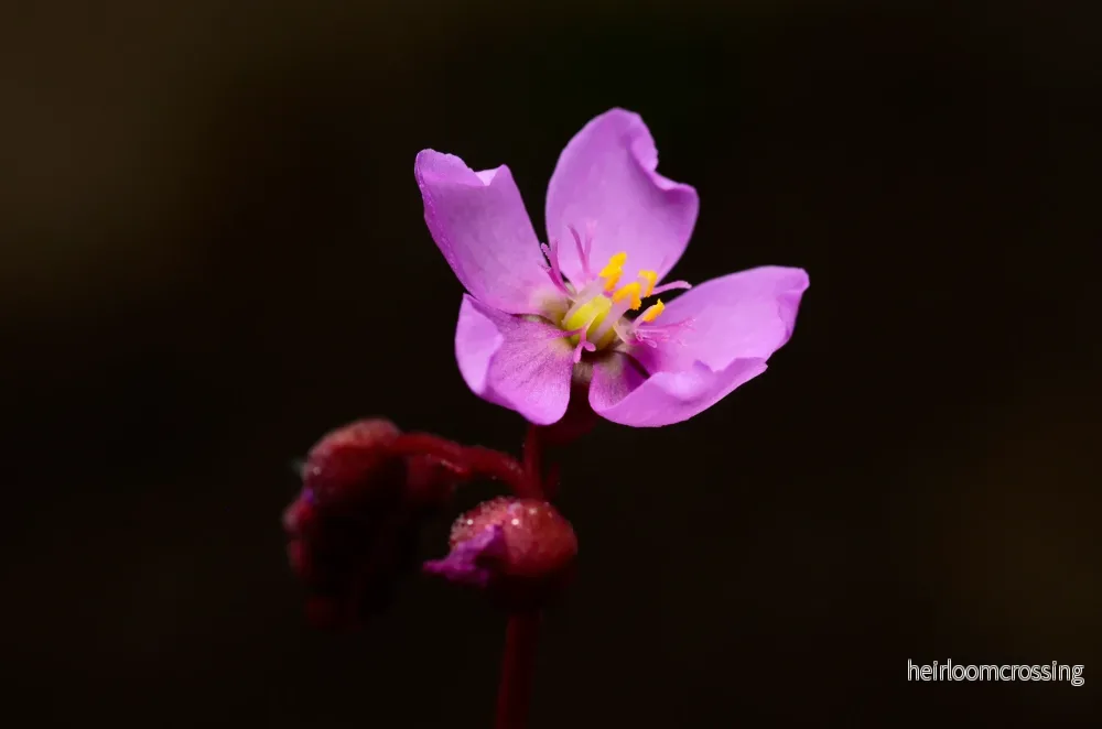 Alice Sundew (Drosera aliciae) - Bild 3