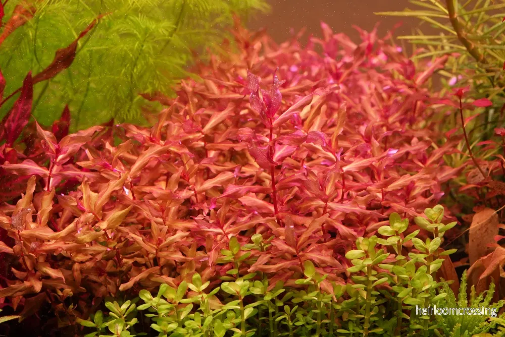 Rotala Macrandra