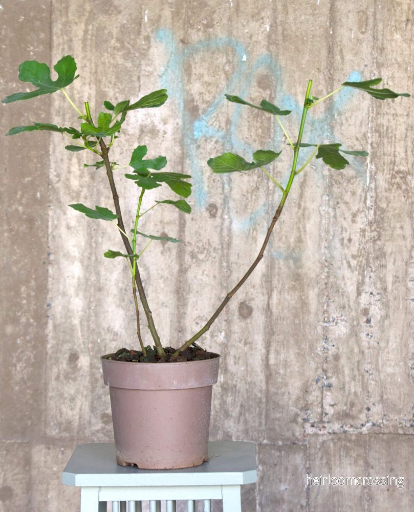 Tigerfikon 'Panachée'