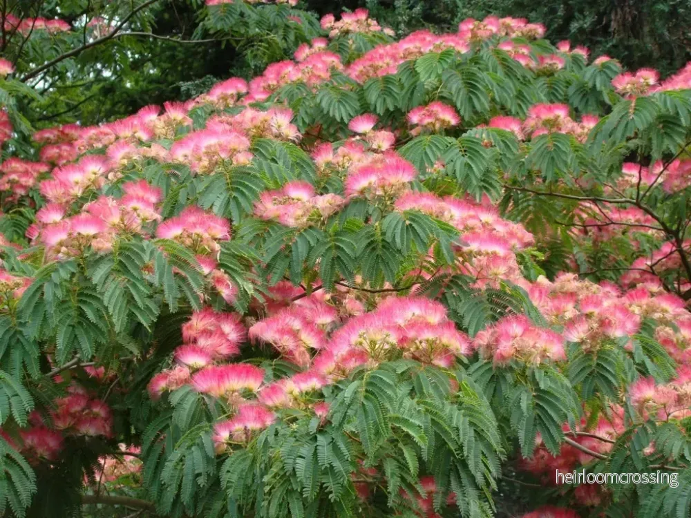 Rosa silkesbuske (Albizia julibrissin "Rosea") | frön, 10 st.