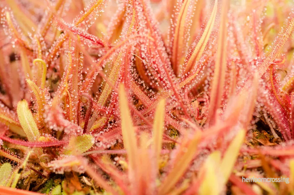 Queensland Sundew (Drosera adelae) - Bild 3