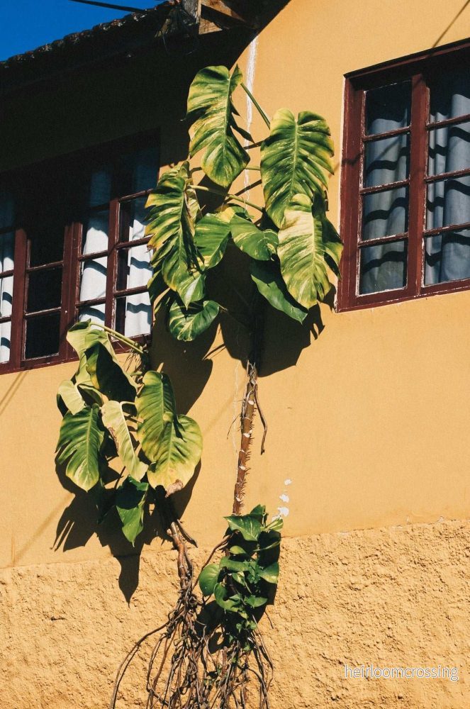 Gullranka 'Epipremnum aureum' - Bild 2