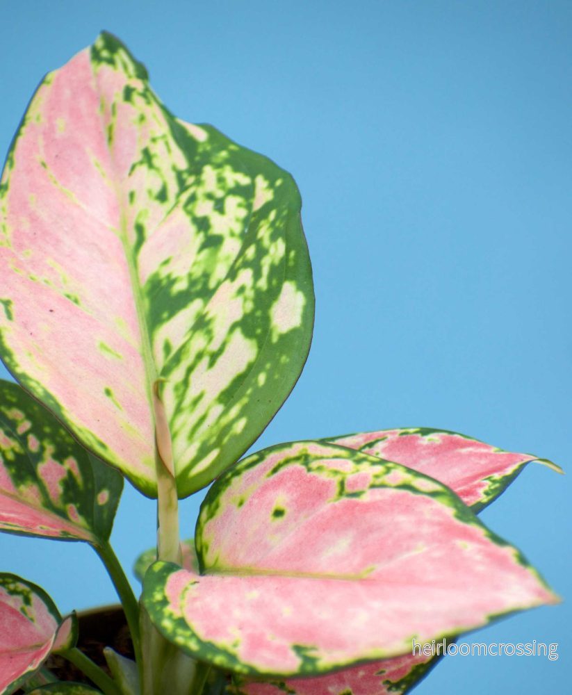 Aglaonema 'Pink Valentine' - Bild 3