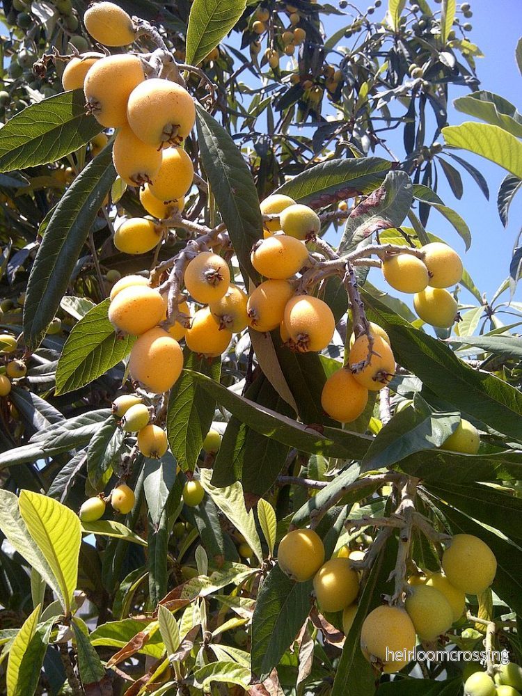 Japansk mispel (Eriobotrya japonica) | växt