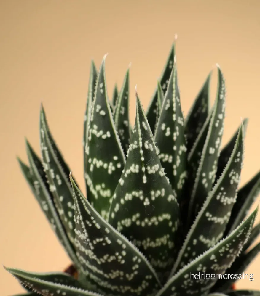 Aloe variegata ‘Tiki Tahi’ - Bild 2