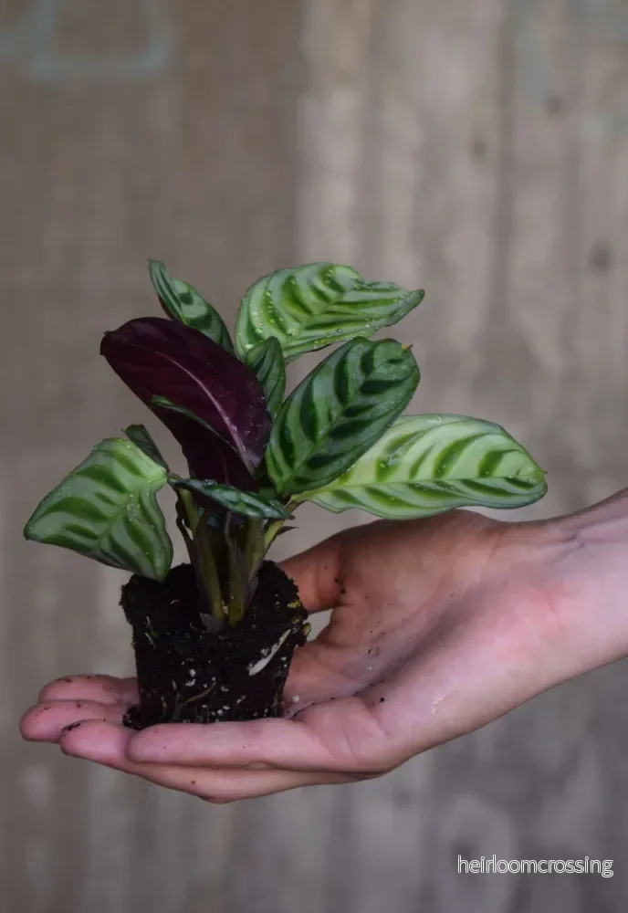Ctenanthe Burle Marxii - Bild 2