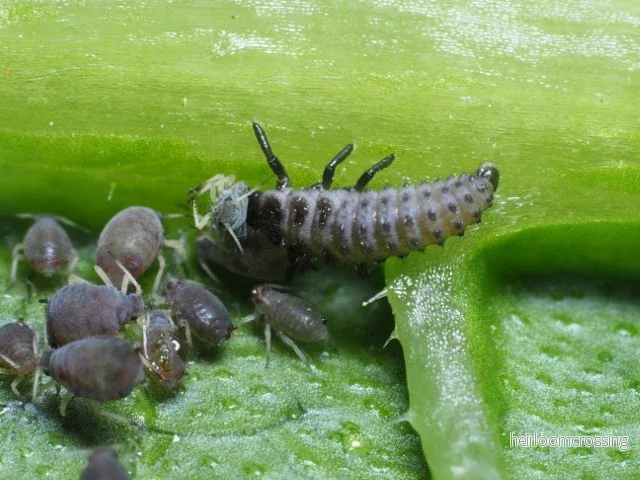Tvåprickig nyckelpiga (Adalia bipunctata) (100 larver) | mot bladlöss - Bild 2