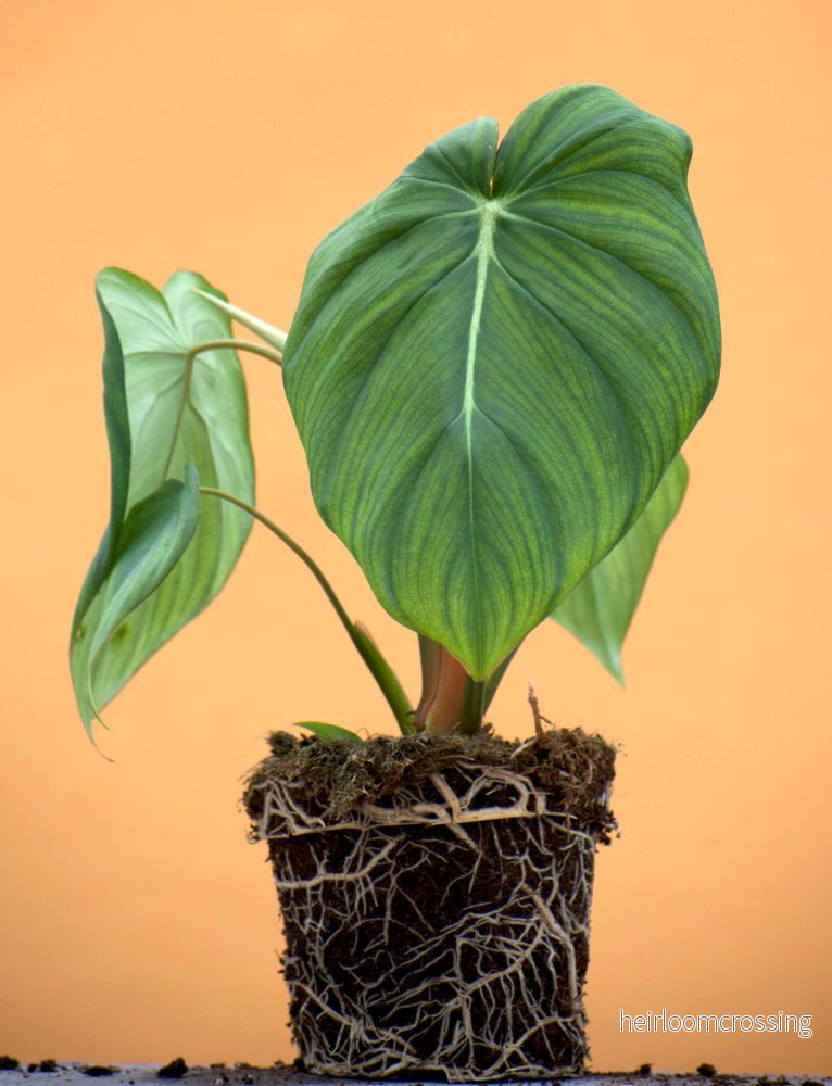 Philodendron pastazanum Philodendron pastazanum