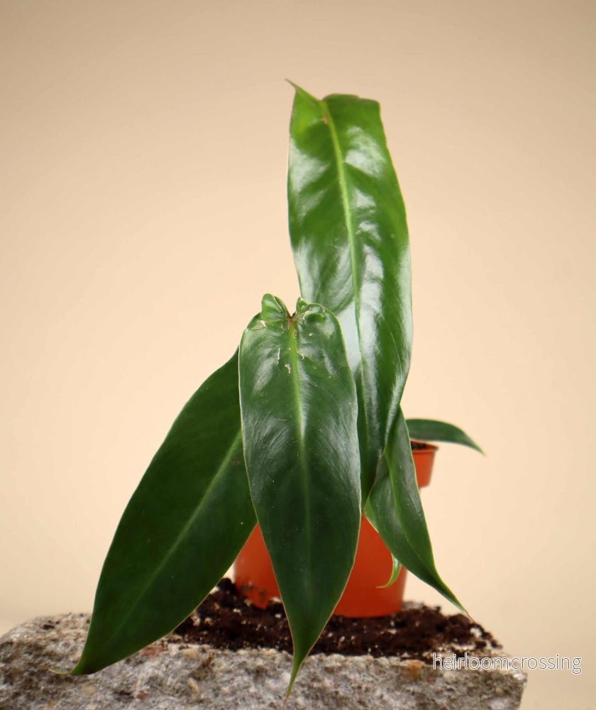 Philodendron spiritus-sancti