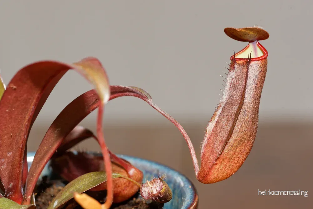 Kannabärare (Nepenthes sanguinea Hybrid) - Bild 2