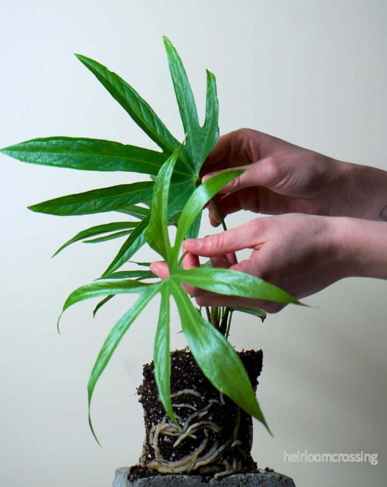 Anthurium pedatoradiatum - Bild 2