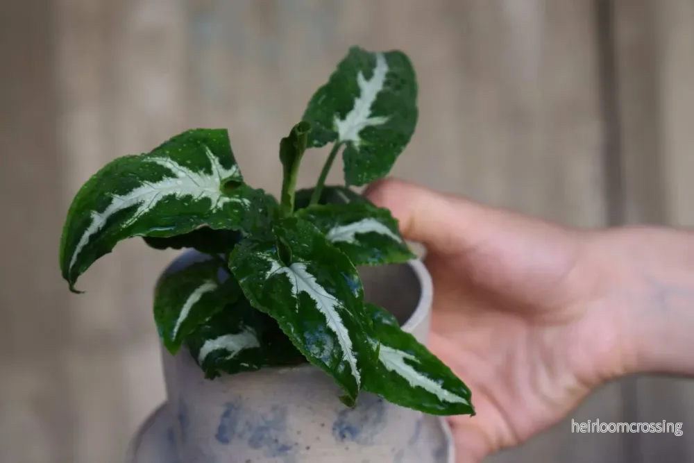 Syngonium wendlandii - Bild 2