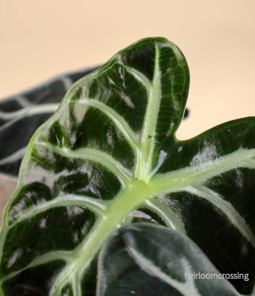 Alocasia 'Bambino' - Bild 2