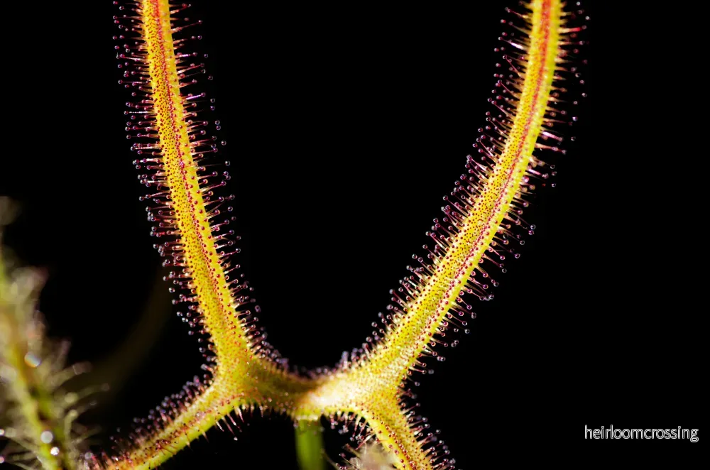 Drosera binata (Drosera binata) - Bild 2