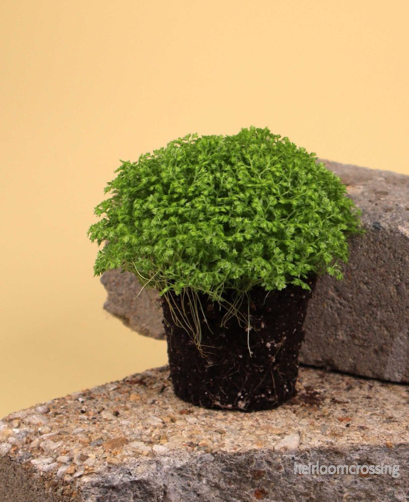 Selaginella apoda 'kuddmosslummer’ - Bild 2