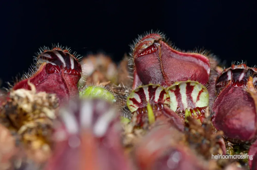 Australisk kannaväxt (Cephalotus follicularis) - Bild 2