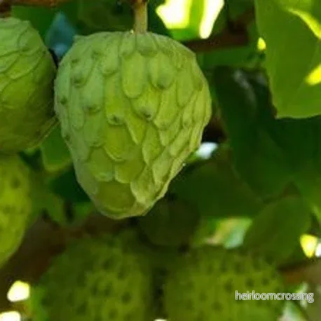 Cherimoya (Annona cherimola) | frön, 10 st.