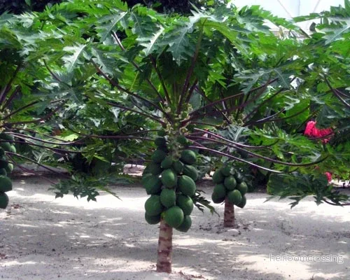 Papaya (Carica papaya) (Dvärg) | frön, 15 st. Papaya (Carica papaya) (Dvärg) | frön, 15 st.