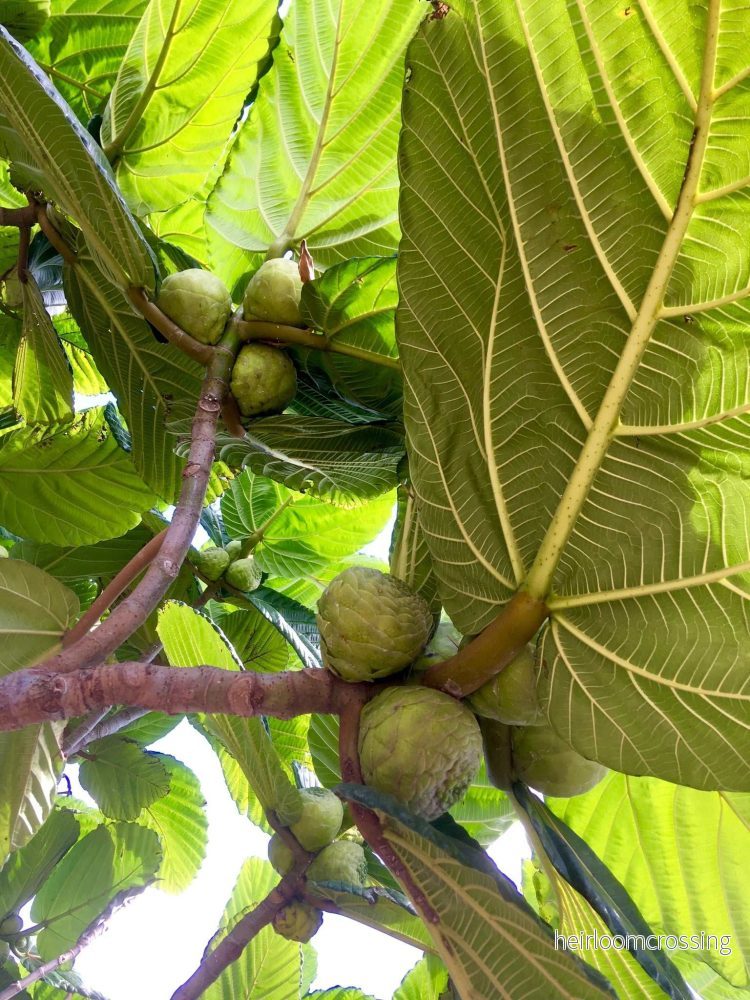 Ficus dammaropsis | Världens största fikon - Bild 3