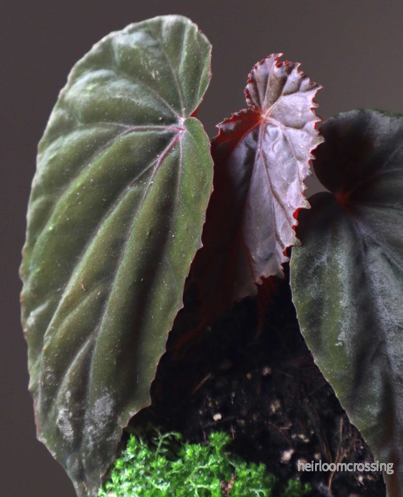 Begonia sp. Black Blood - Bild 2