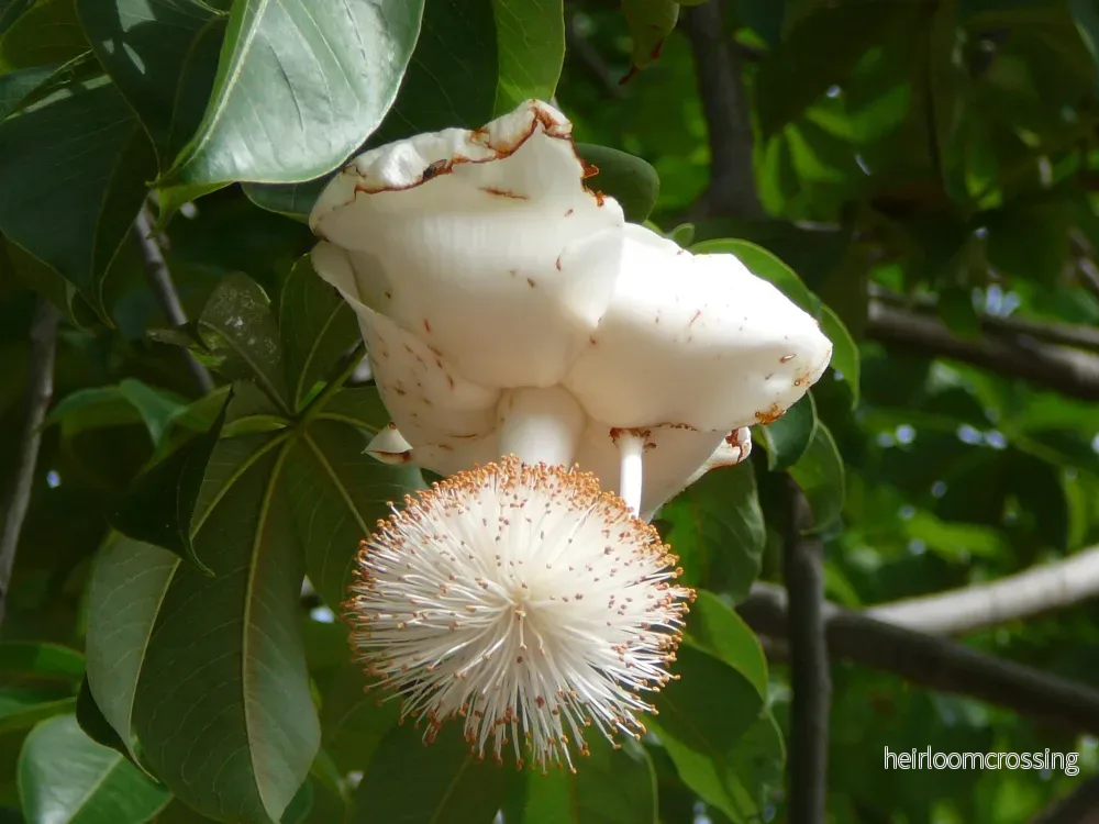 Baobabträd (Adansonia digitata) | frön, 10 st. - Bild 3