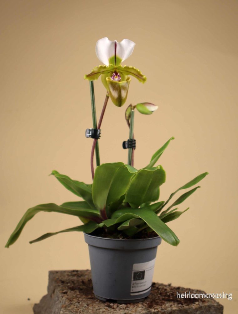 Paphiopedilum spicerianum - Bild 3