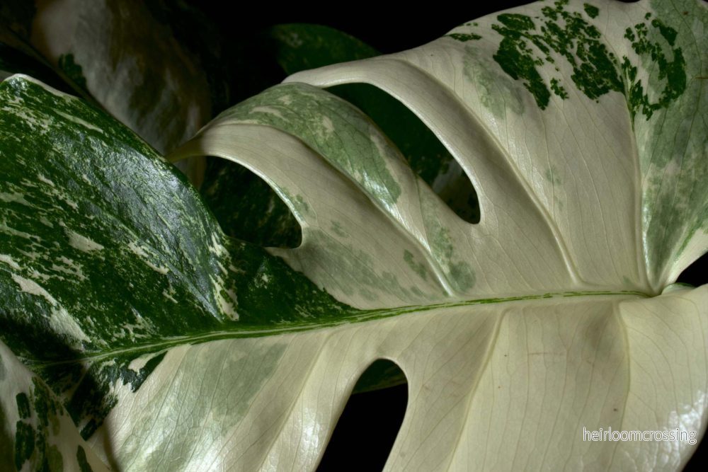 Monstera albo variegata - Bild 3