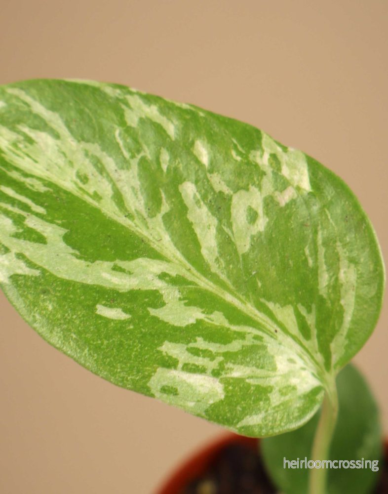 Monstera deliciosa ‘Bulbasaur’ - Bild 2