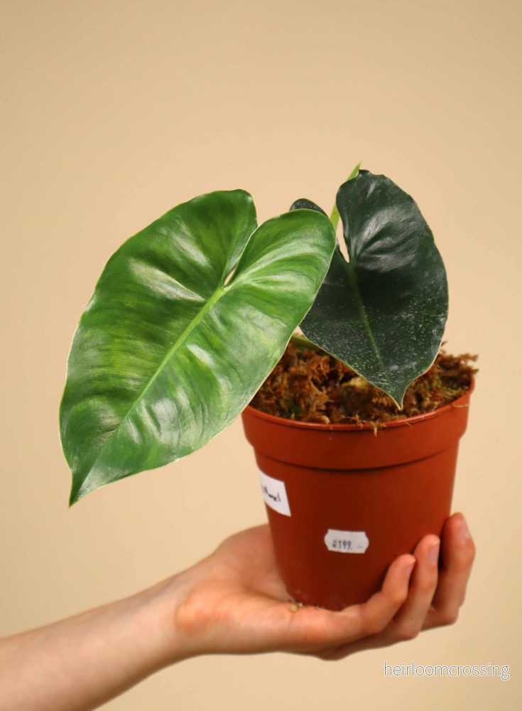 Philodendron 'Burle Marx'