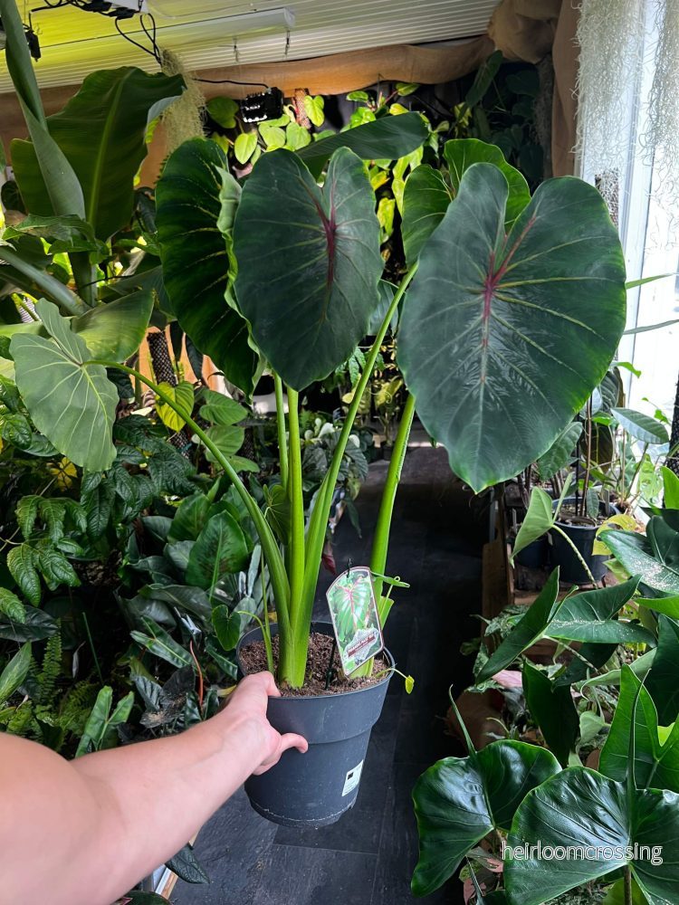 Colocasia Esculenta 'Pharaoh's Mask' - Bild 3