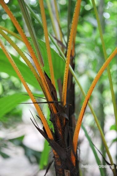 Gyllene licualapalm (Licuala aurantiaca) | frön, 10 st. Gyllene licualapalm (Licuala aurantiaca) | frön, 10 st.