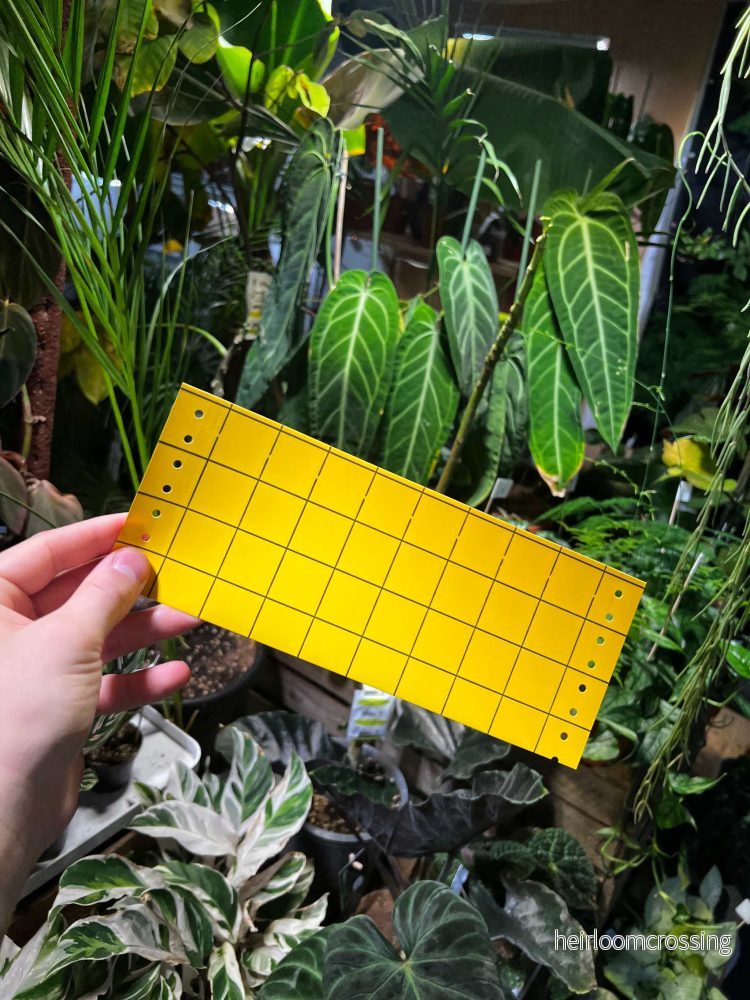 Insektsfällor (Klisterskivor)