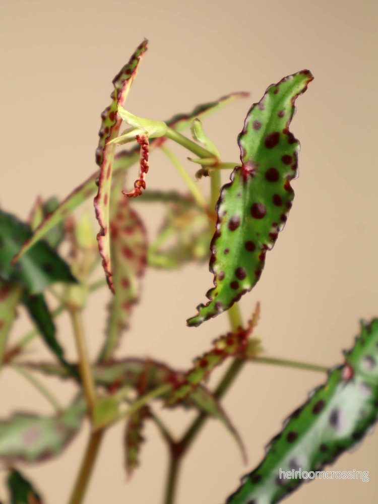 Begonia amphioxus Begonia amphioxus