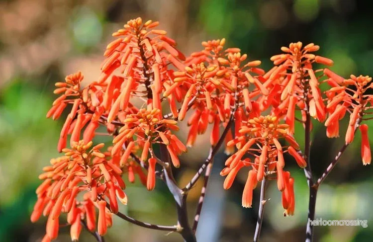 Korallaloe (Aloe striata) | frön, 20 st. - Bild 3