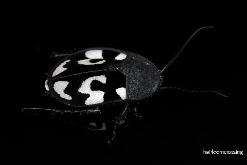 Frågetecken kackerlacka (Therea olegrandjeani) | 15 st. - Bild 3