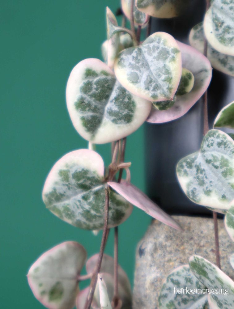 Hjärtan på tråd 'Ceropegia woodii variegata' - Bild 2