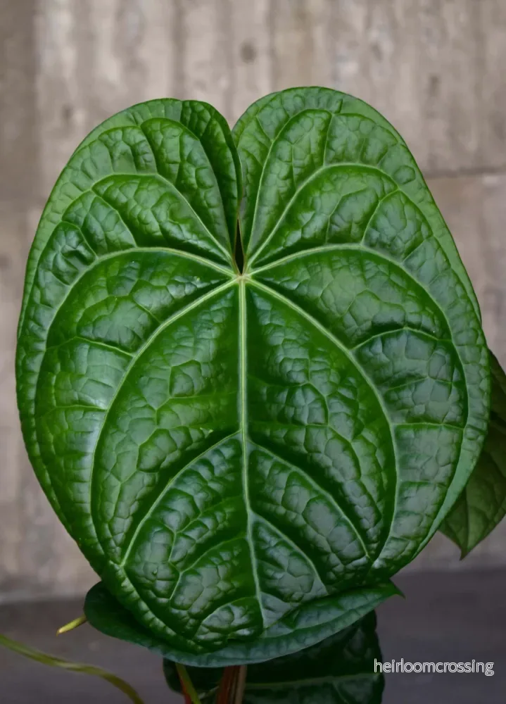 Anthurium Magnificum X Luxurians - Bild 2