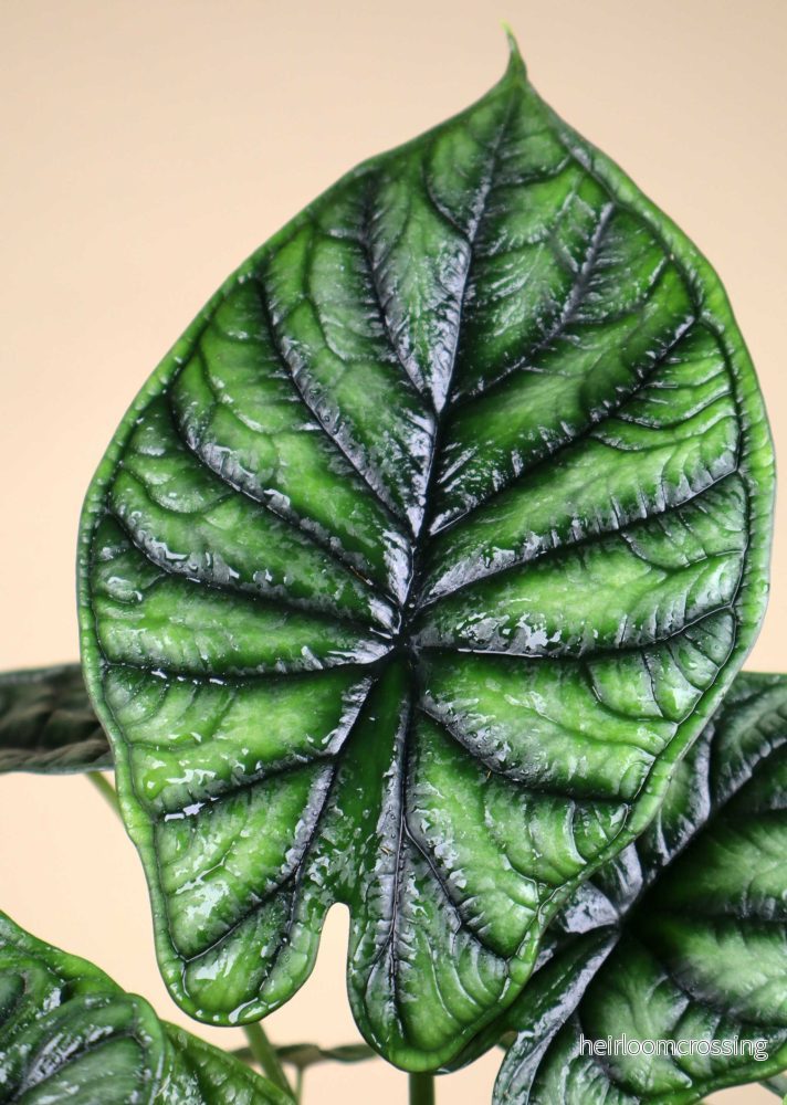 Alocasia baginda 'Dragon Scale' - Bild 2