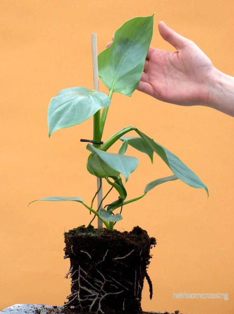 Philodendron hastatum 'Silver Sword' - Bild 2