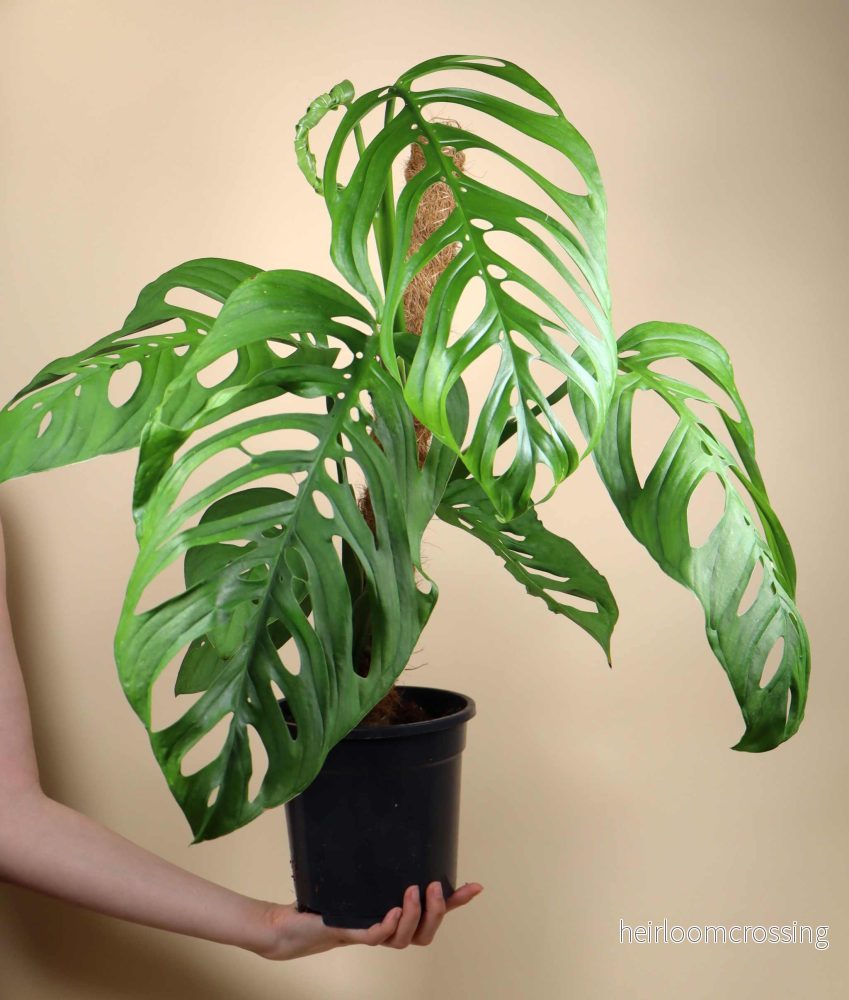 Monstera sp. 'Esqueleto' (epipremnoides) - Bild 2