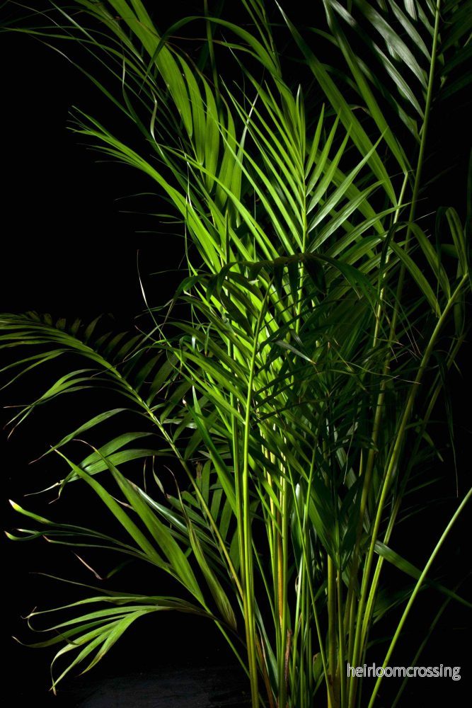 Dypsis lutescens 'Guldpalm' - Bild 3