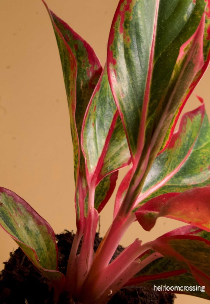 Aglaonema commutatum 'Red Fire' - Bild 3