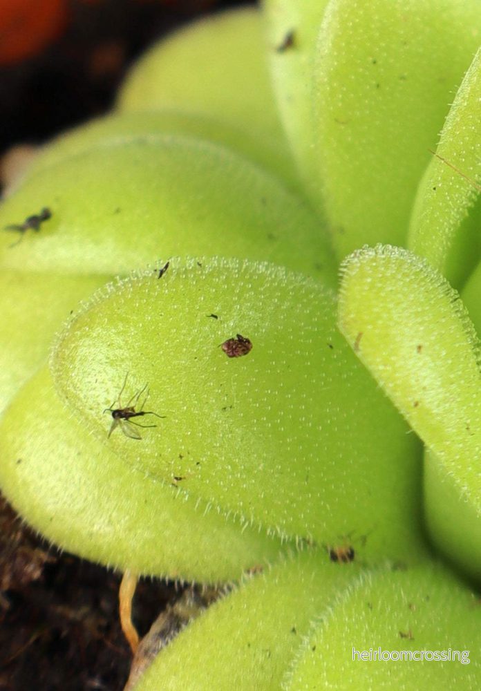 Pinguicula agnata - Bild 3