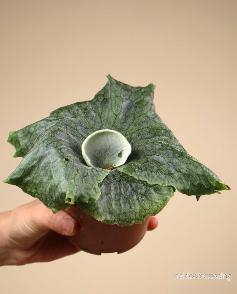 Platycerium superbum - Bild 2