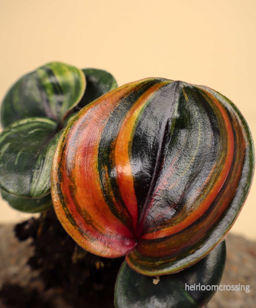 Geogenanthus ciliatus variegata