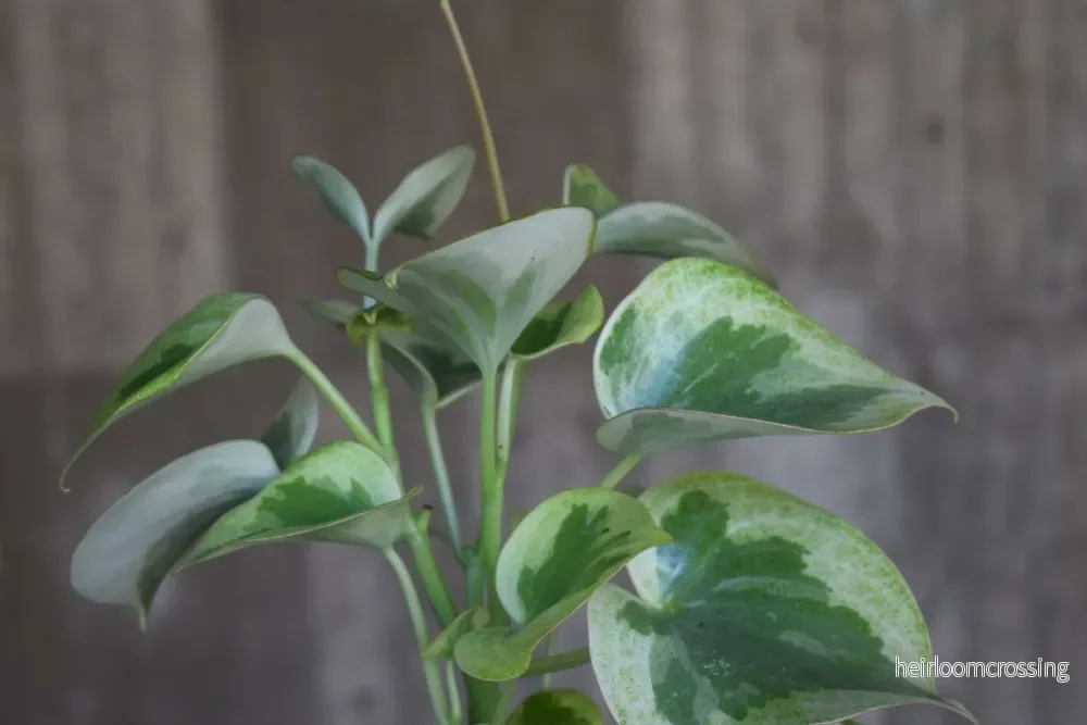 Peperomia Polybotrya 'Rain Drop' - Bild 2