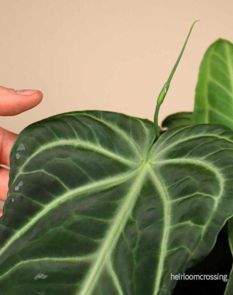 Anthurium villenaorum - Bild 3