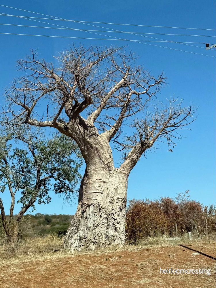 Afrikansk baobab 'Adansonia digitata'