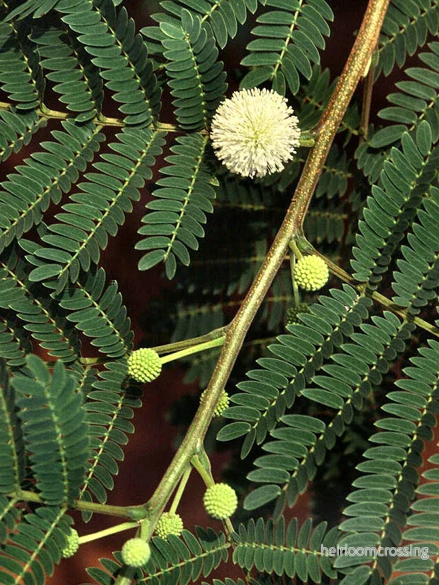 Vild tamarind (Leucaena leucocephala) | frön, 10 st.